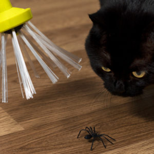 Spider Catcher Insectenvanger